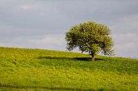 Einsamer Baum