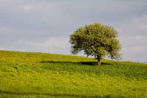 Einsamer Baum von Jim van Iterson