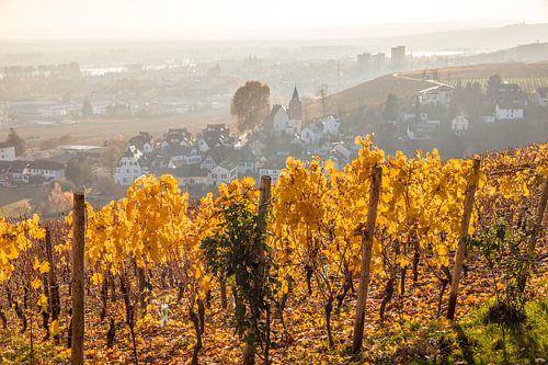 Abendlicher Blick von Schloss Johannisberg auf das Rheintal