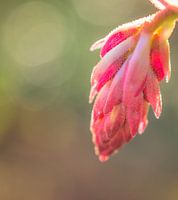 Ribes