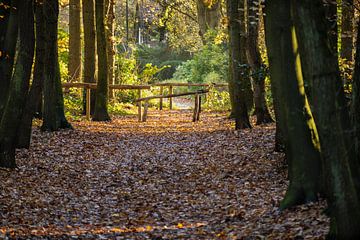 Waldweg mit Eingangstor im bunten Berger Wald im Herbst von Bram Lubbers