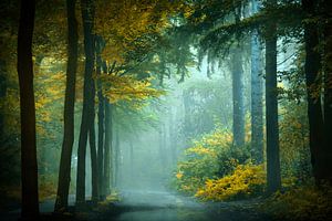 Yellow & Green