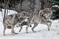 Boze vrouwelijke wolf gromt naar mannelijke wolf van Michael Semenov thumbnail