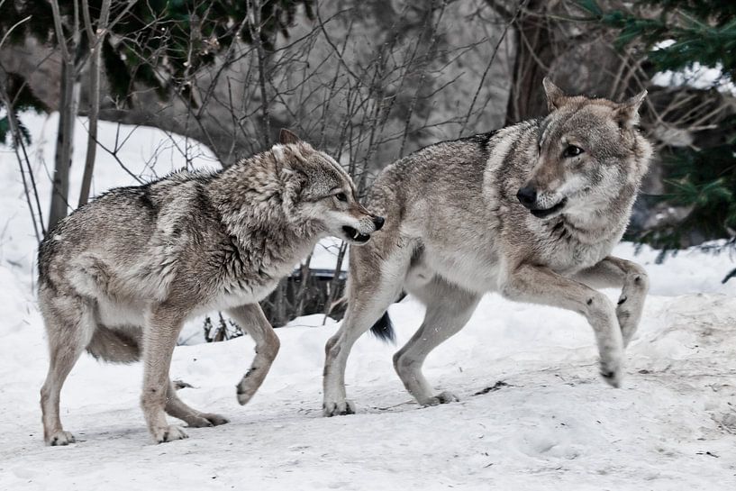 Boze vrouwelijke wolf gromt naar mannelijke wolf van Michael Semenov