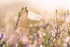 de zwerver op de heide