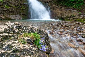 Rondbladige klokjesbloem bij een waterval in het Bärgündeletal in de Allgäu van Walter G. Allgöwer