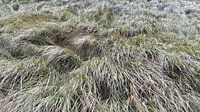 Sturm im hohen Gras