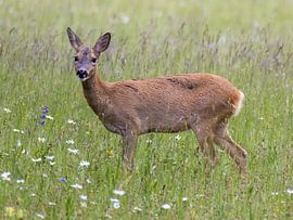 A deer in the meadow by Manuel Weiter