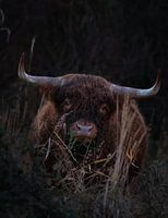 Schotse Hooglander