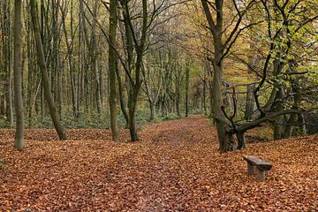 L'automne ... Herrenbusch ( Lank Latum, arrondissement du Rhin Neuss ) sur wunderbare Erde