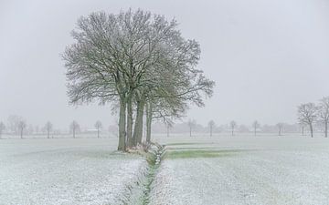 klein sneeuwtapijtje van Peter Smeekens