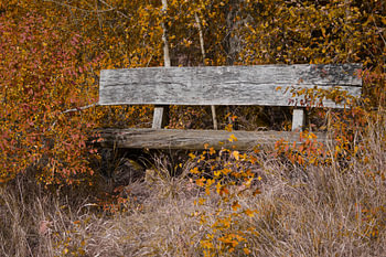 Holzbank im Herbstwald mit Orangetönen