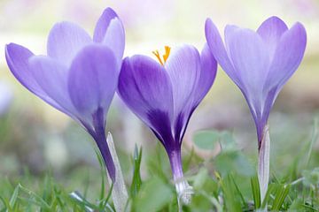 Crocus violets sur Connie de Graaf