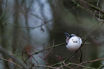 Staartmees van Danny Slijfer Natuurfotografie