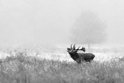 Burlend Edelhert - Weerterbos