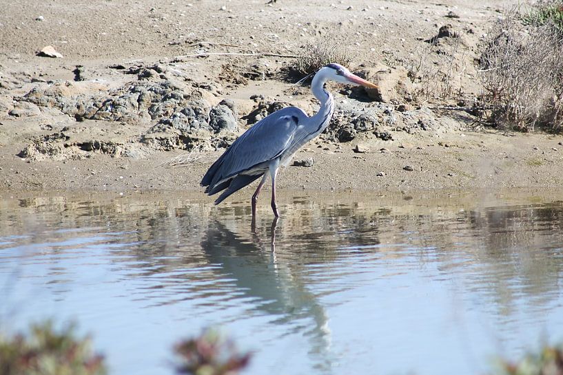 vogel von marijke servaes