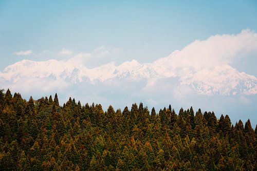 Bos aan de voeten van de Himalaya