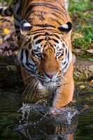 Tiger walks into the water
