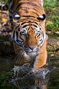 Un tigre marche dans l'eau par Atelier Liesjes Aperçu