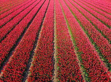 Tulipes rouges poussant dans des champs agricoles, vues d'en haut. sur Sjoerd van der Wal Photographie