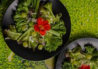 Plate of mixed lettuce with flowers of nasturtiums