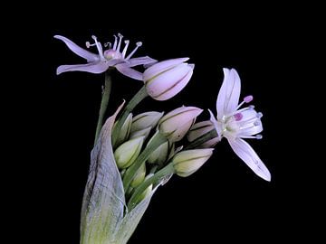 Bloemknop van Allium hyalinum van Bartel van den Berg