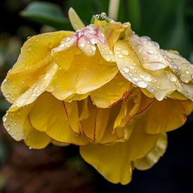 Tulpe nach dem Regenschauer von Annelies Martinot