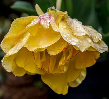 Tulp na de regenbui van Annelies Martinot
