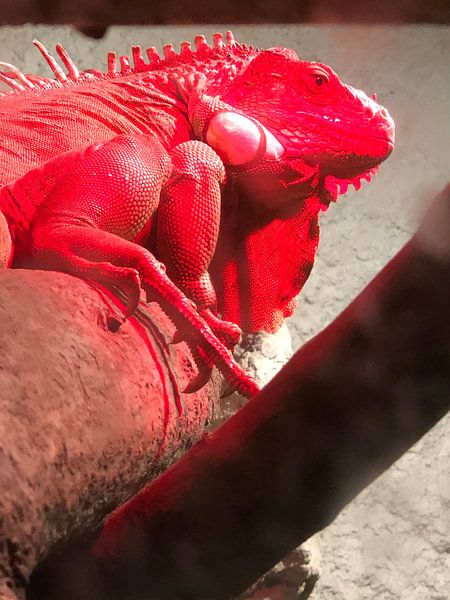 Reptil 1 von tania mol