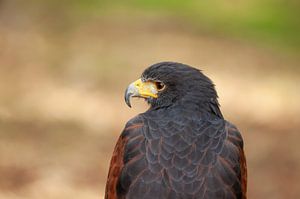 Amerikaanse Woestijnbuizerd van Corrie Post