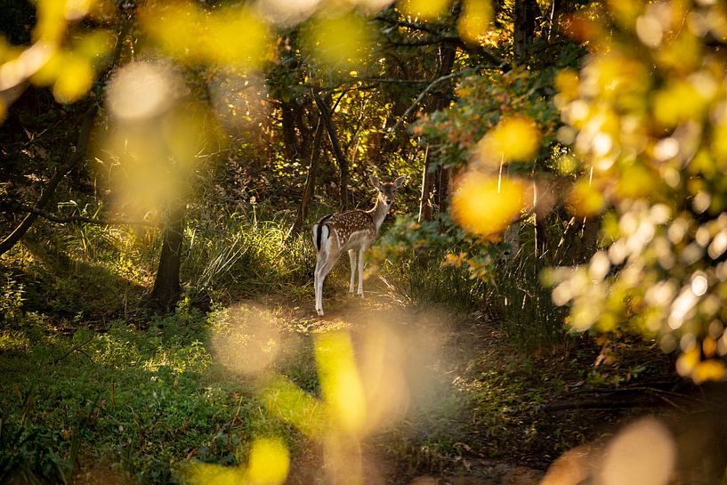 Watchful fallow deer in the woods Oranjezon, Oostkapelle by Percy's fotografie