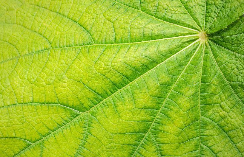 Detail groen blad van Achim Prill