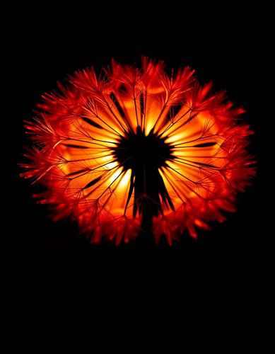 „Ember Dandelion X“