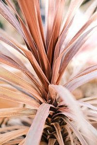 Rosa Palme auf Ibiza // Makro- und Naturfotografie