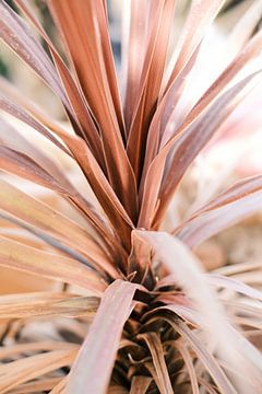 Roze Palm in Ibiza // Macro- en Natuurfotografie van Diana van Neck Photography