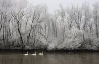 Mute swans in a frosted river landscape.
