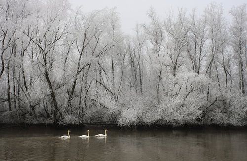 Cygnes tuberculés dans un paysage de rivière givrée.