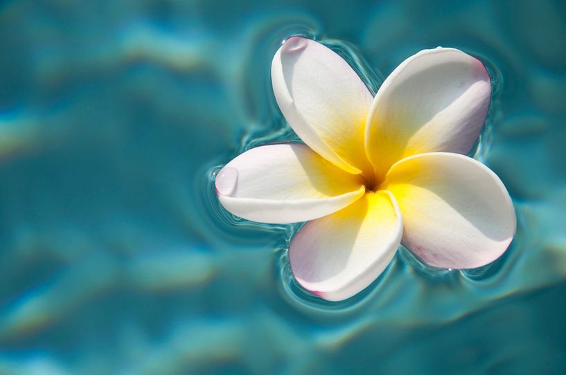 Plumeria / frangipani on blue water by Ellis Peeters