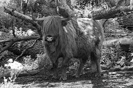 Scottish Highlander on Tiengemeten by Merijn Loch