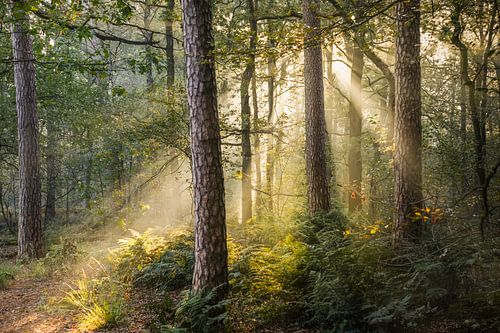 Sonnenaufgang in den Wäldern von Oisterwijk