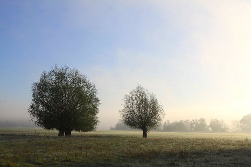 knotwilgen in het licht van de opkomende zon