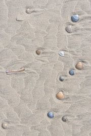 Shells on the beach by Sander Groenendijk