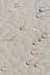 Des coquillages sur la plage
