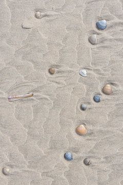 Muscheln am Strand von Sander Groenendijk