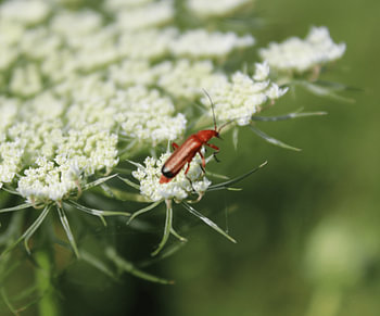 Little Beetle