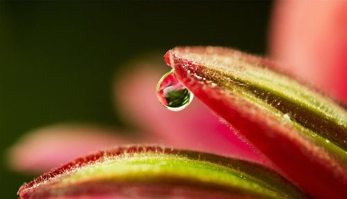 Bloemen met zonsondergang