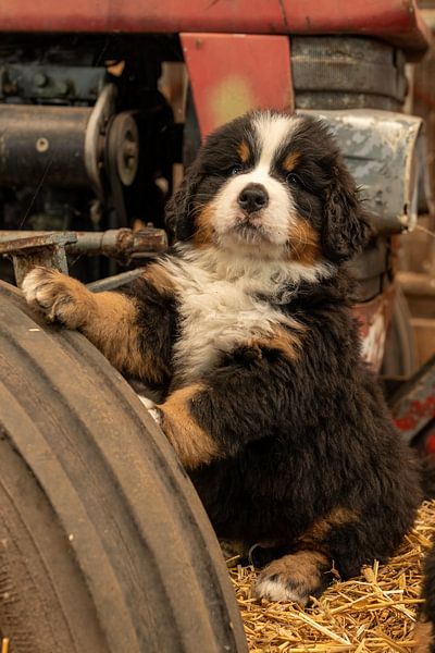 Berner Pup auf Traktorrad von Bob de Bruin
