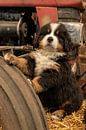 Berner Pup auf Traktorrad von Bob de Bruin Miniaturansicht