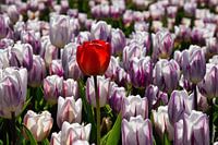 Rode tulp tussen de paarswitte tulpen.