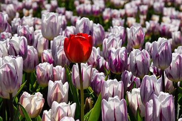 Tulipe rouge parmi des tulipes violettes et blanches. sur Corine Dekker
